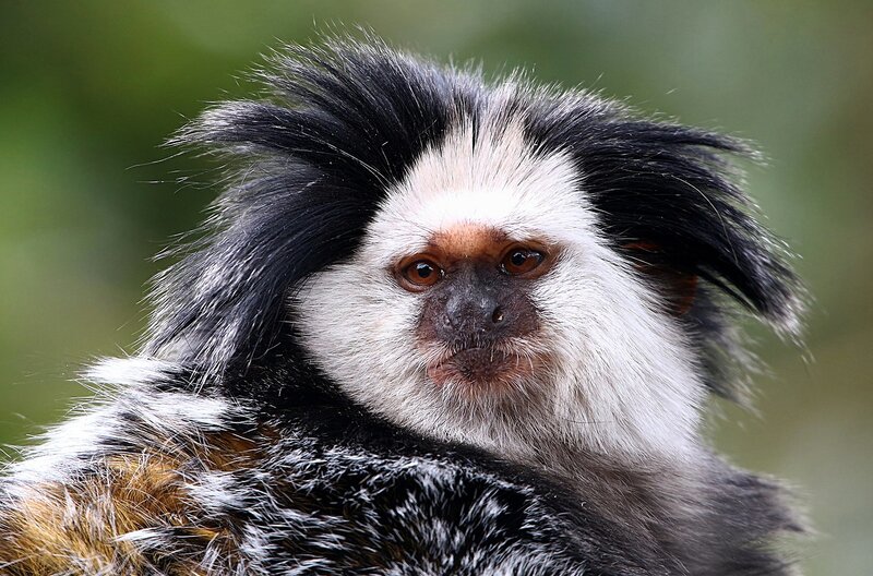 Marmoset Monkey