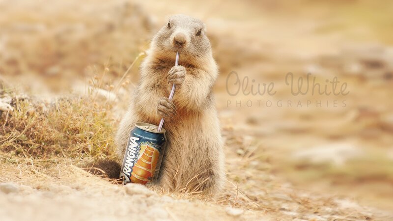 marmot drinking from can