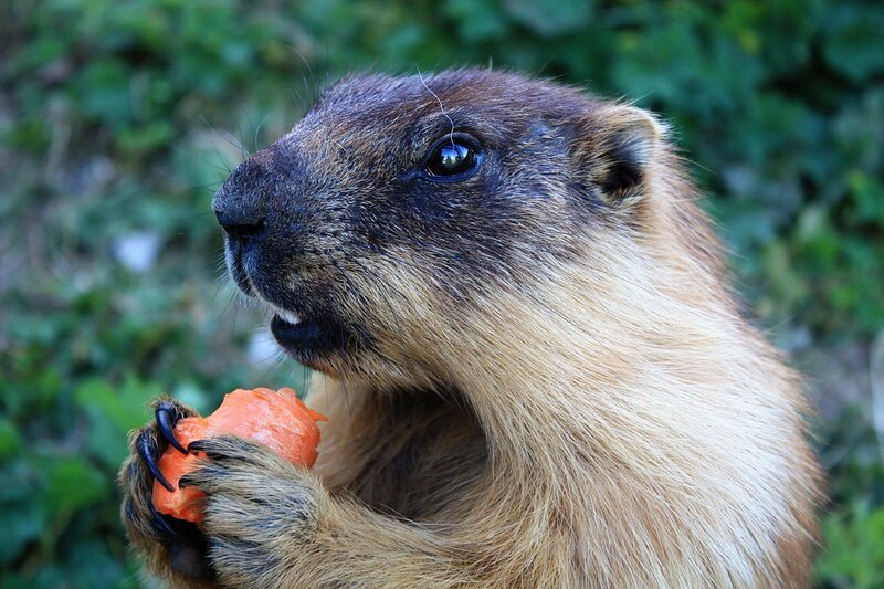 Marmot Eating Carrot — Brown