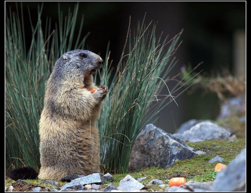 Marmot Eating Carrot
