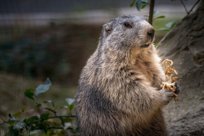 marmot eating food