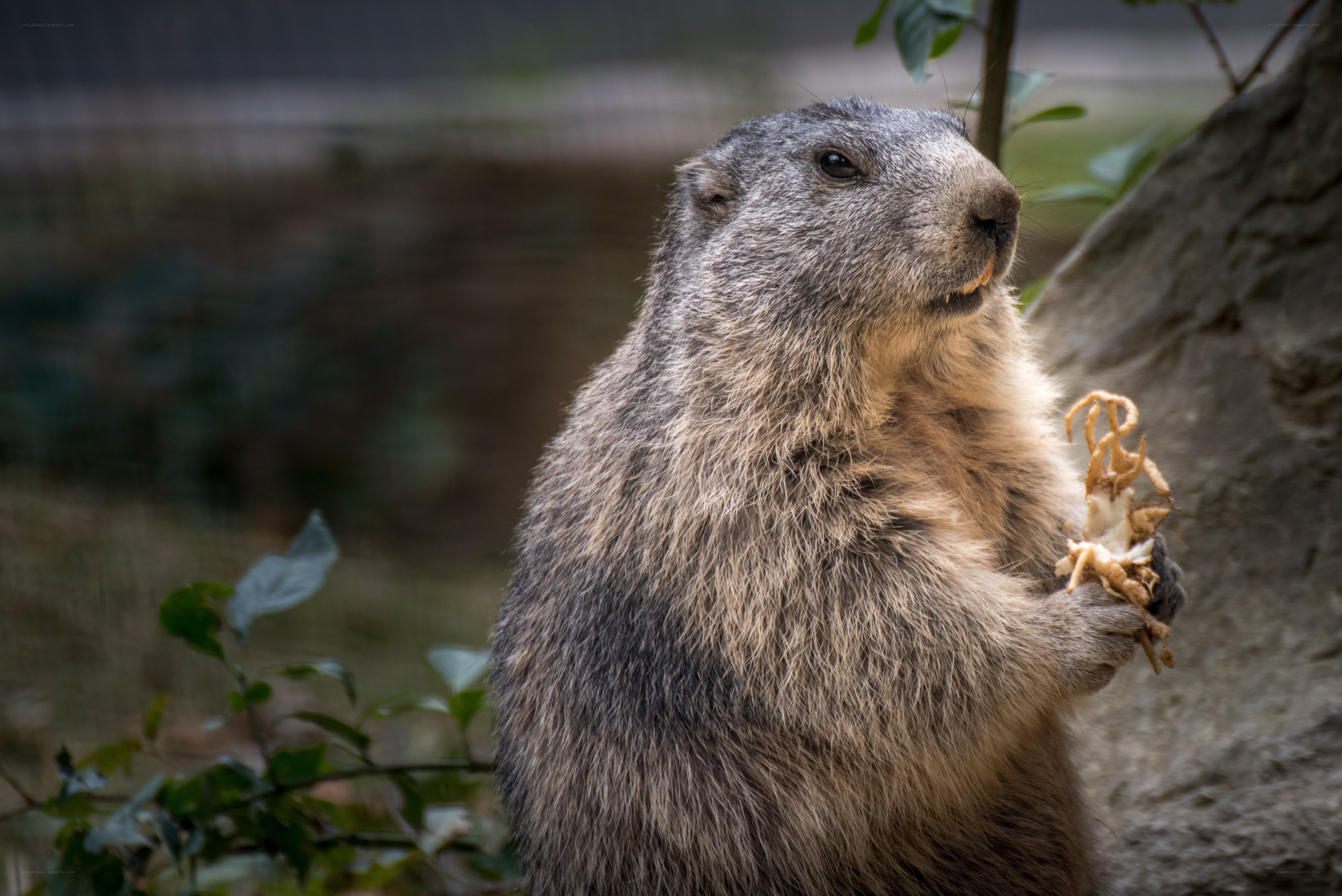marmot eating food