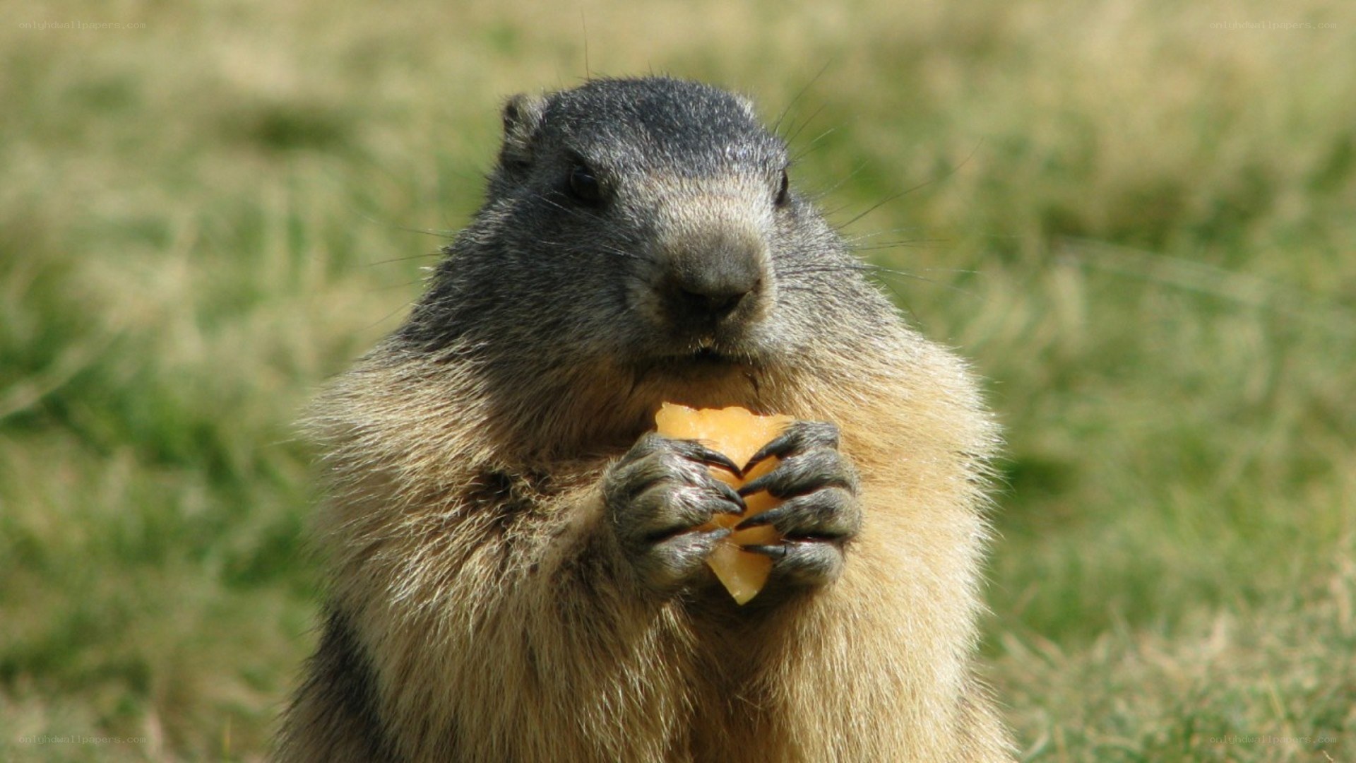 marmot eating fruit