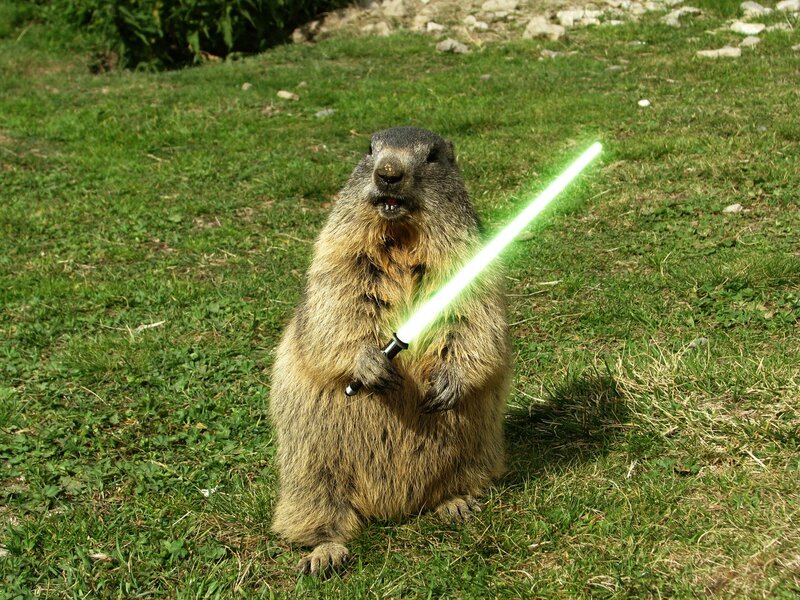 Marmot Holding Lightsaber