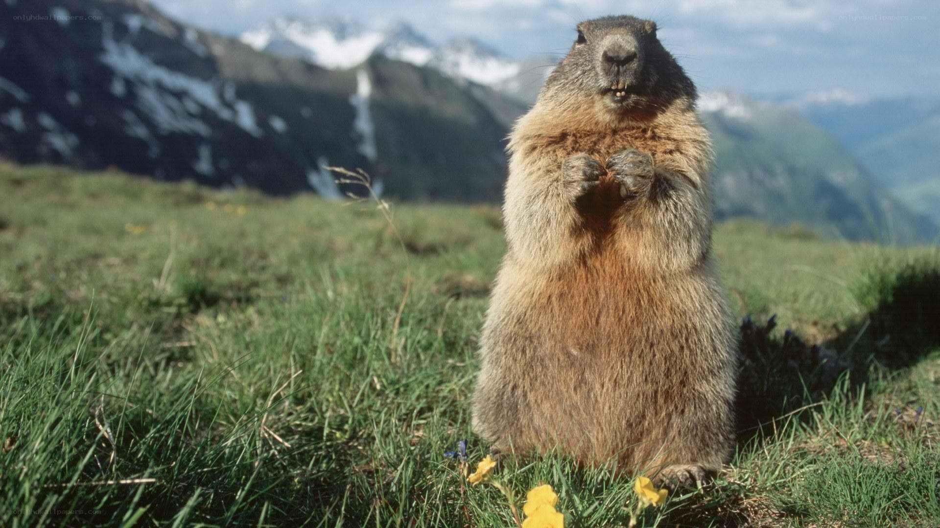 marmot in alpine meadow