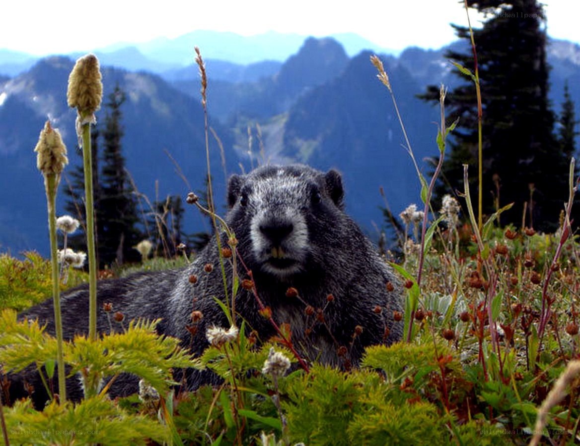 marmot in alpine meadow