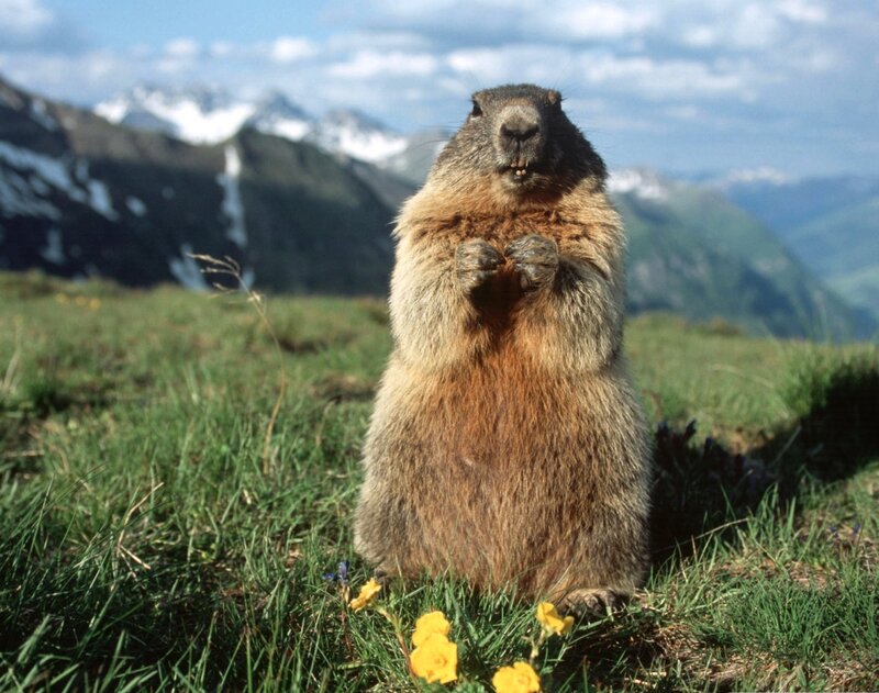 Marmot in Alpine Meadow — Green