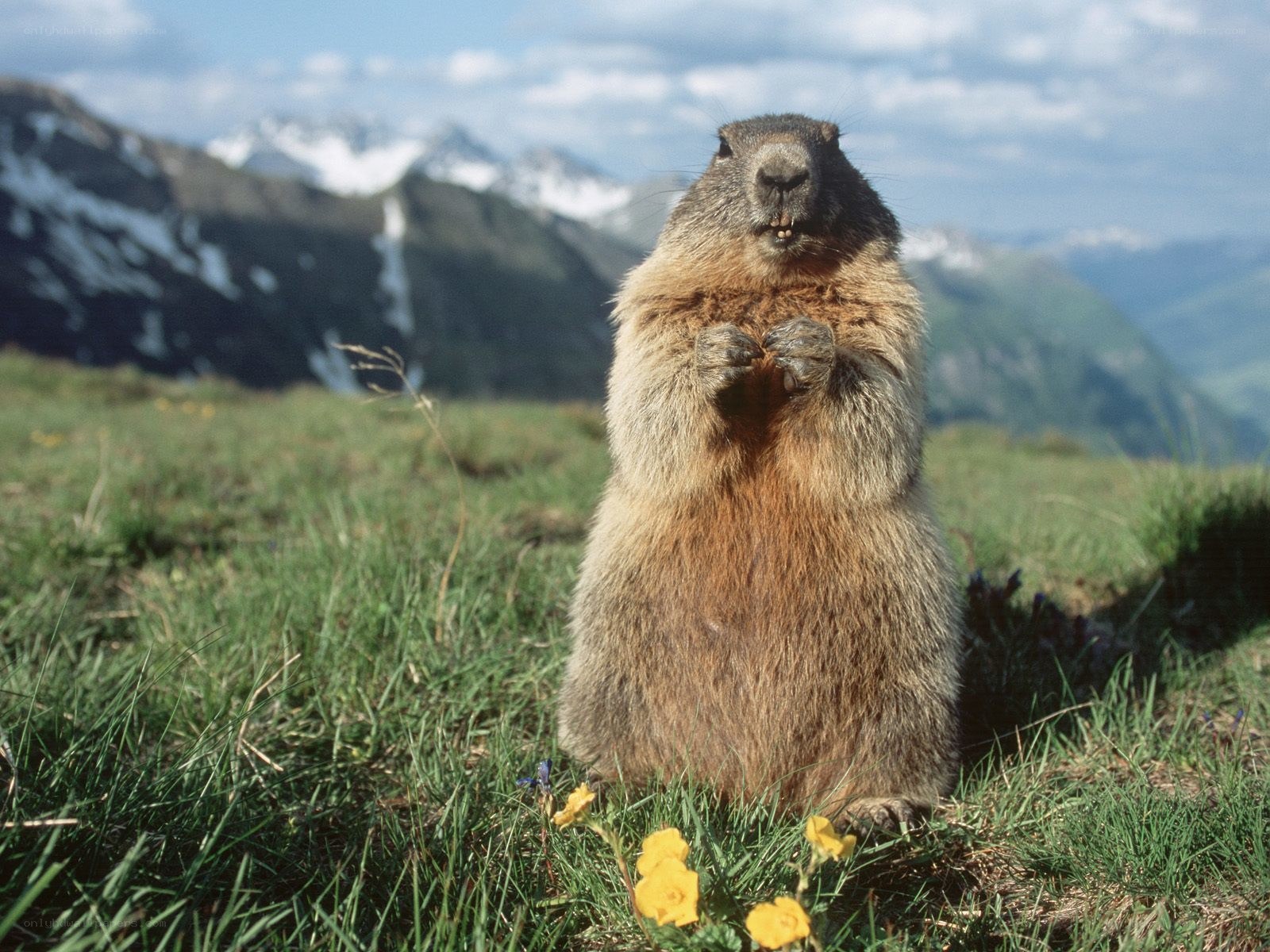 Marmot in alpine meadow
