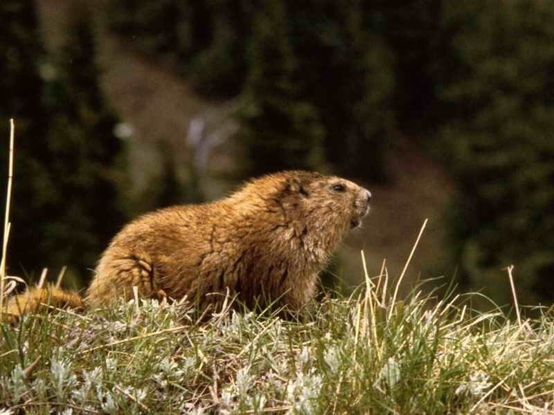 Marmot in Grass — Brown