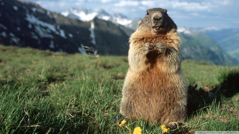 Marmot in Grass — Green, Serene