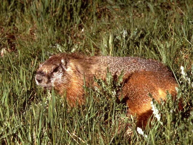 Marmot in Grass — Green