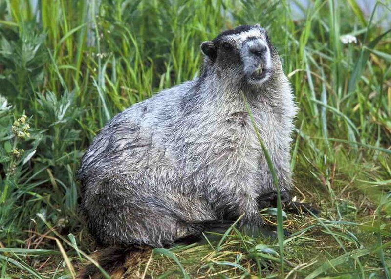 Marmot in Grass