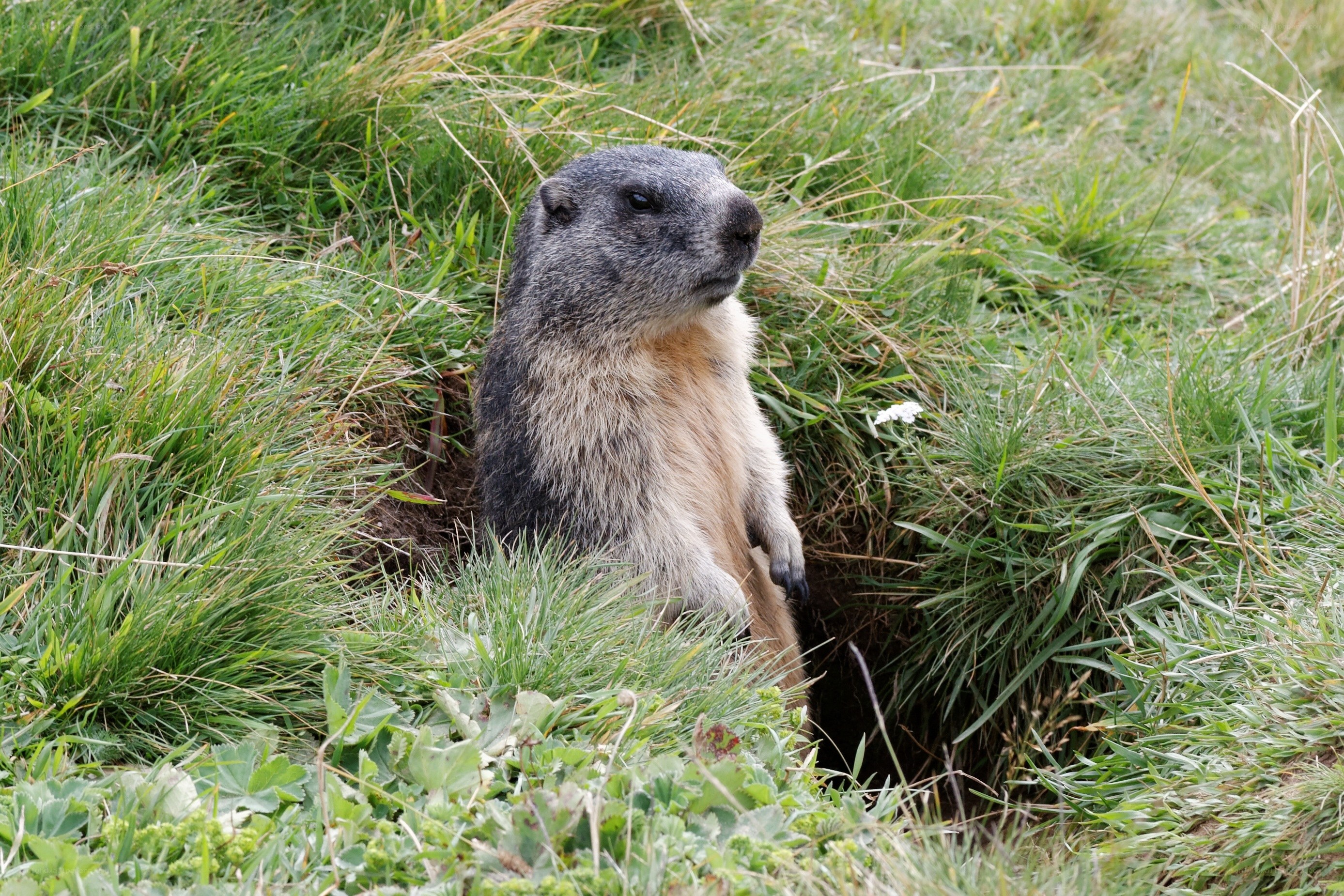 marmot in grassy field