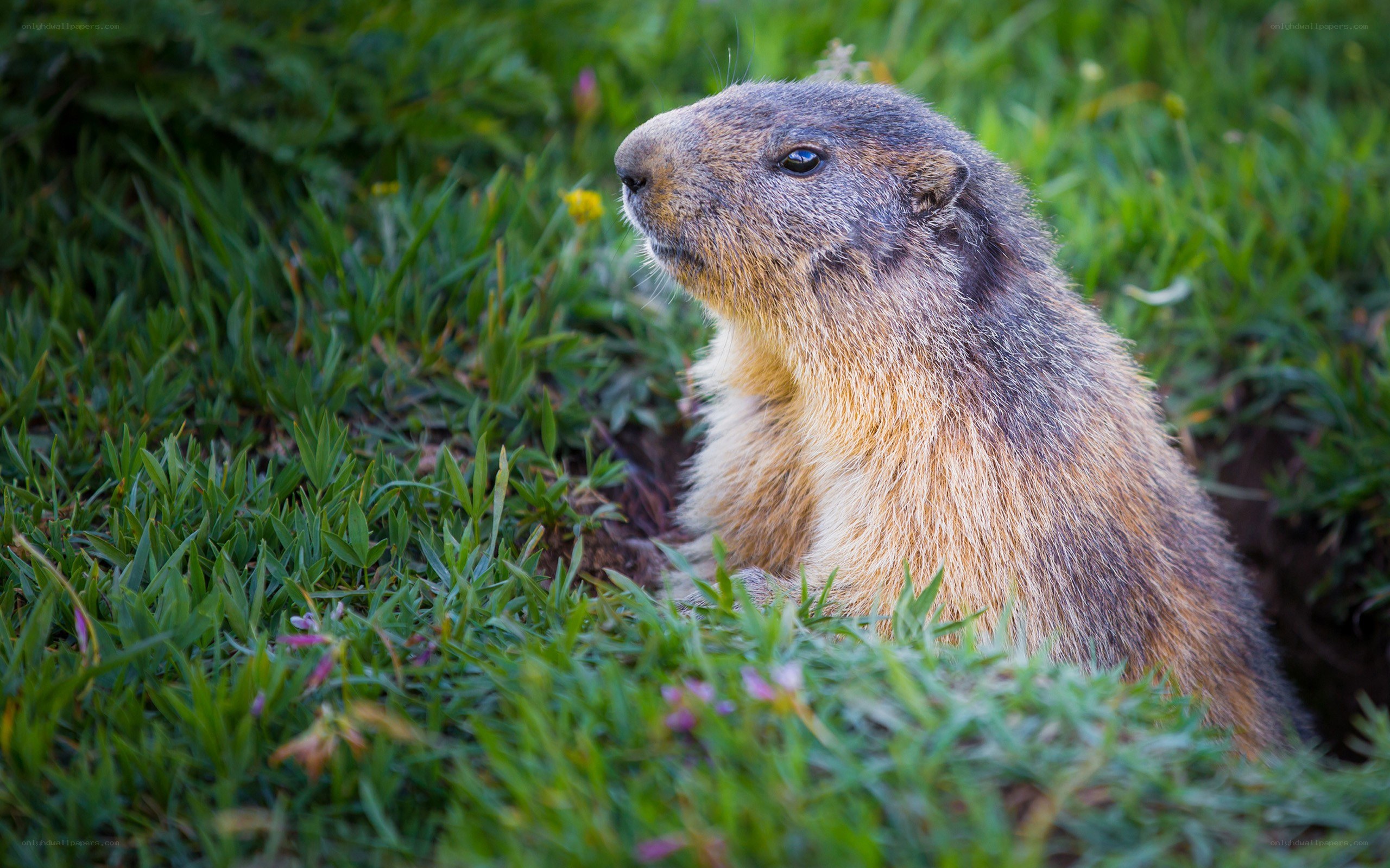 marmot in grassy field