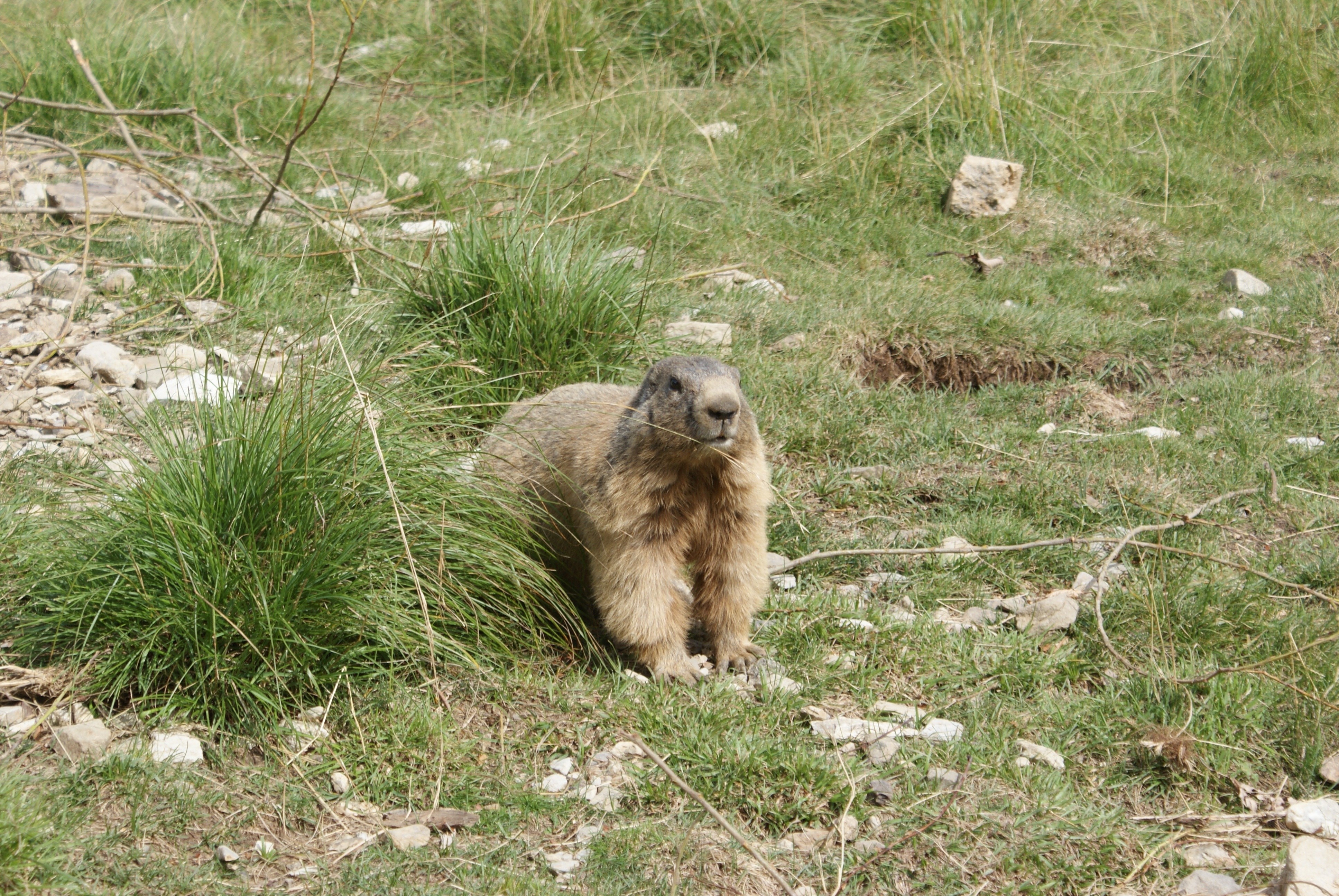 marmot in grassy field