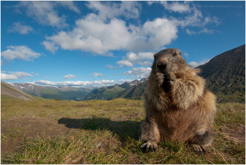 Marmot in mountain landscape