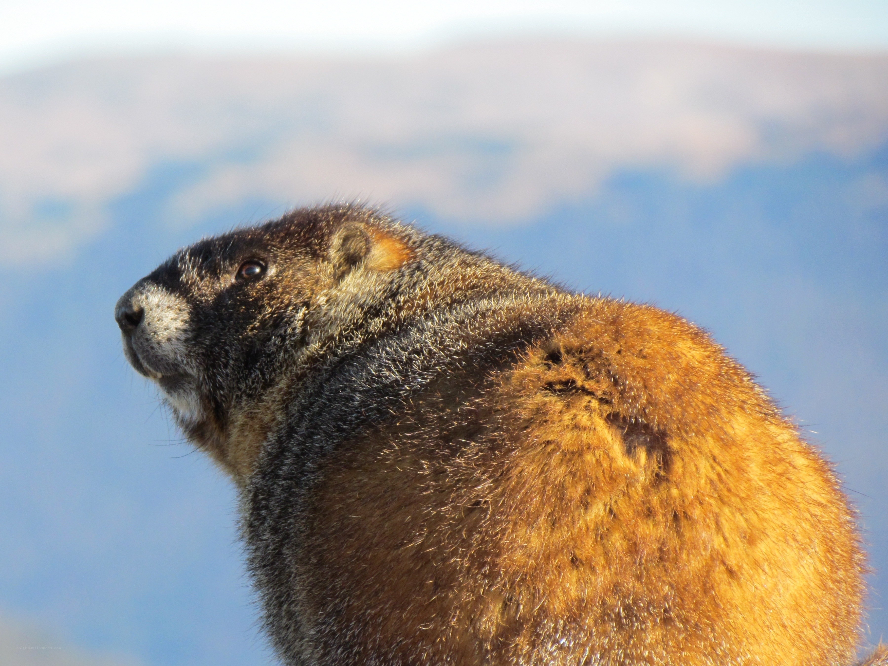 marmot in mountain landscape