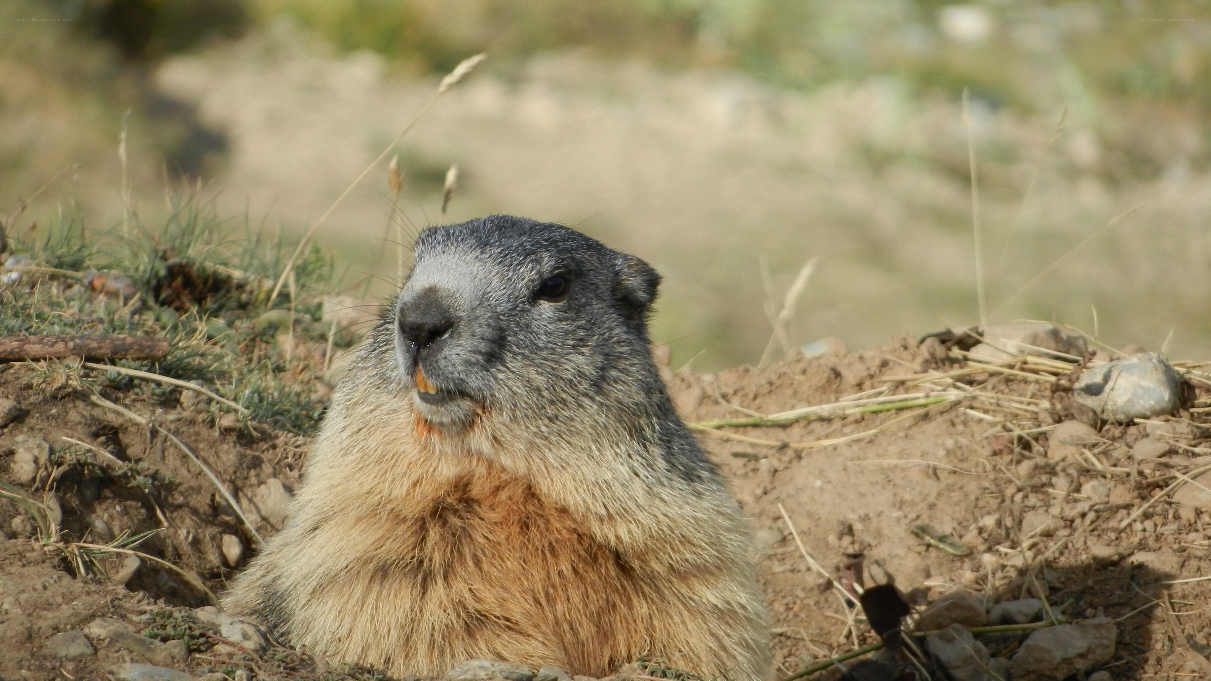 marmot in natural habitat