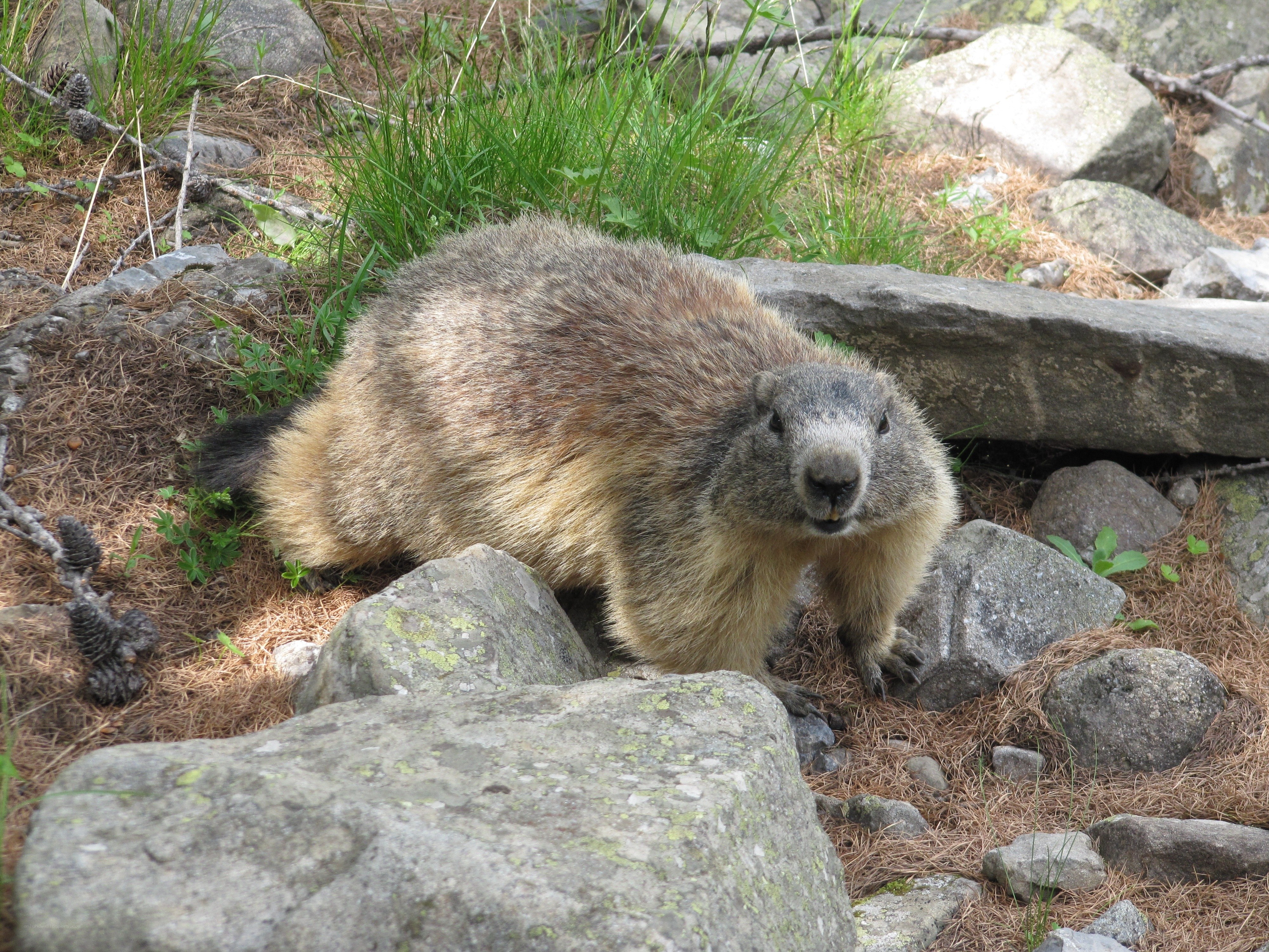 marmot in rocky terrain
