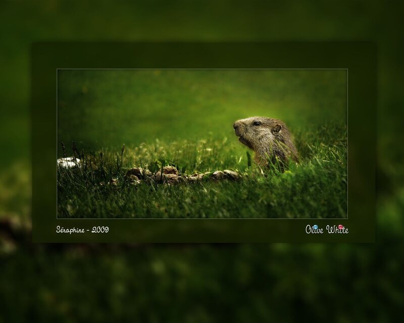 Marmot in the grass