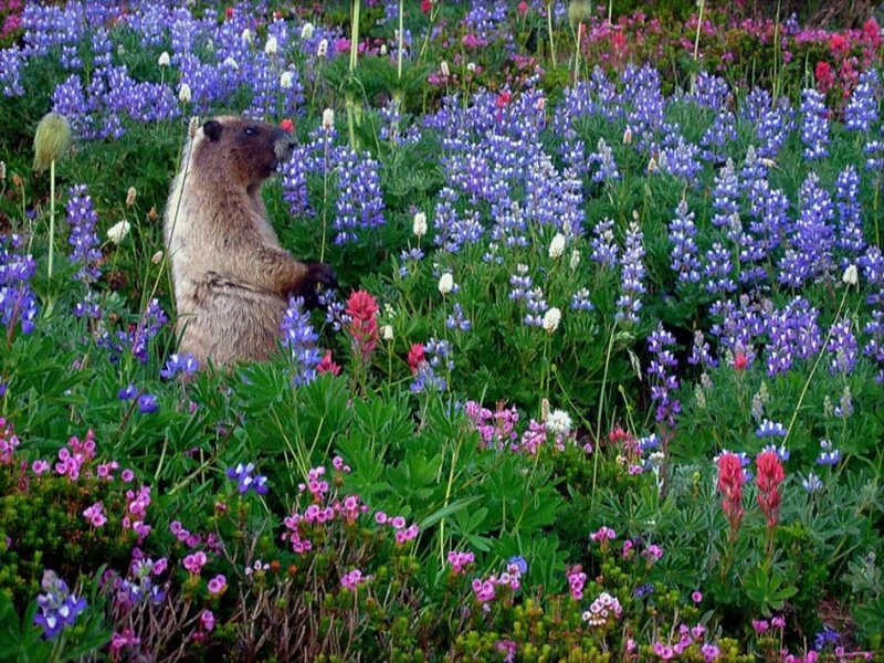 Marmot in Wildflowers