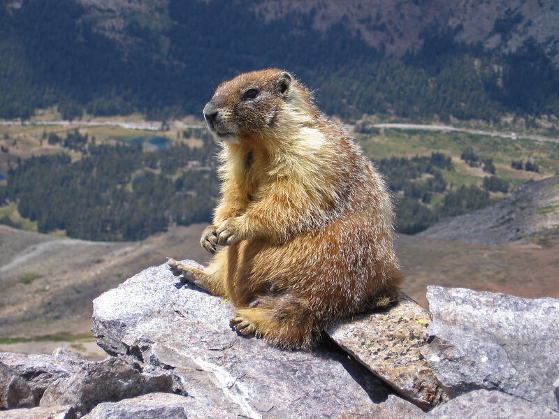 Marmot on a mountain rock