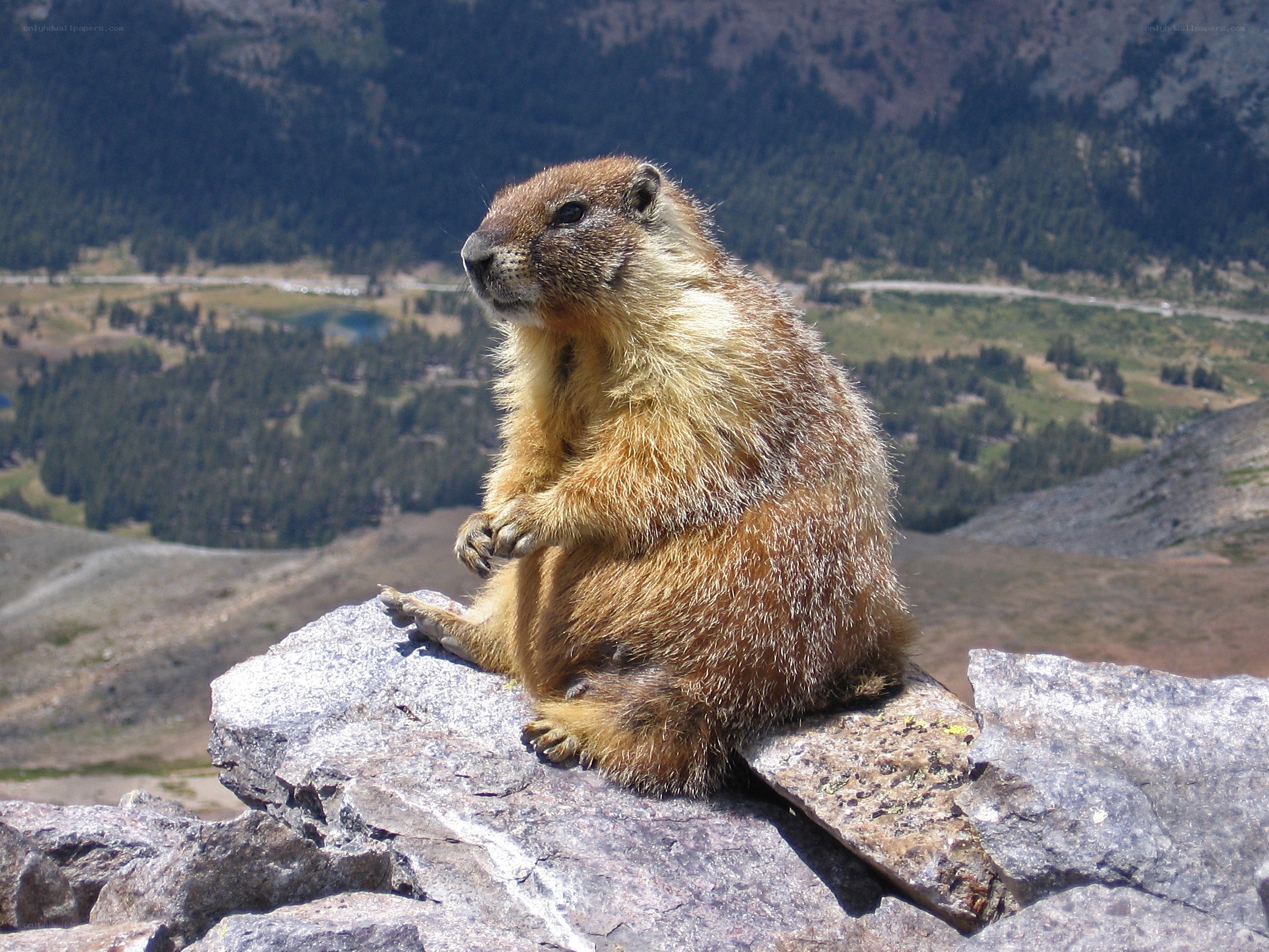 Marmot on a mountain rock