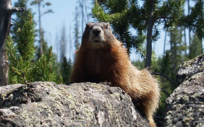 Marmot on a Rock — Brown, Calm