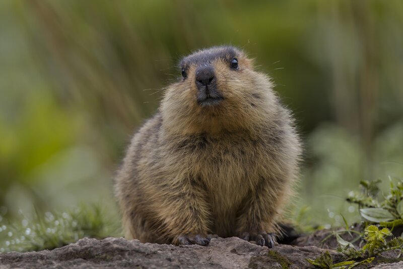 Marmot on a Rock — Brown