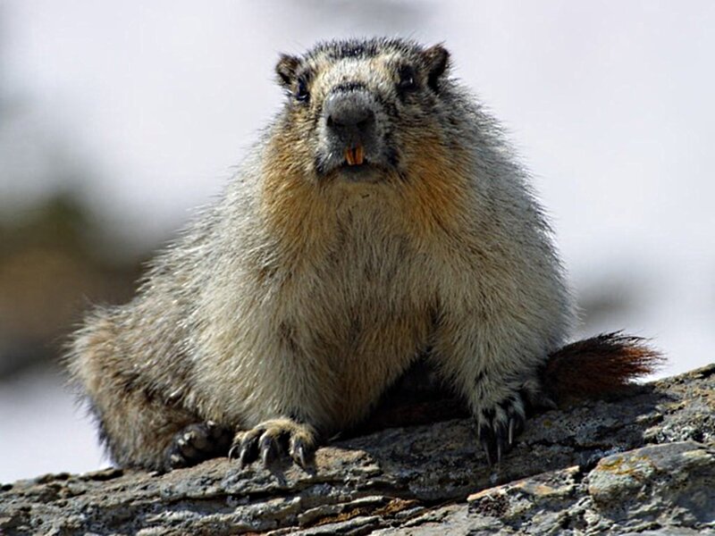 Marmot on a Rock — Gray, Alert