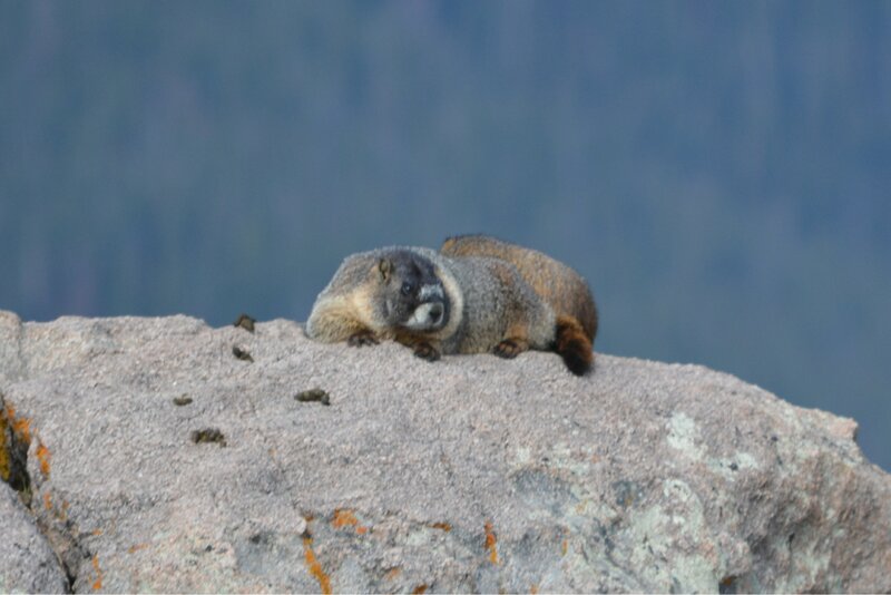 Marmot on a Rock — Gray