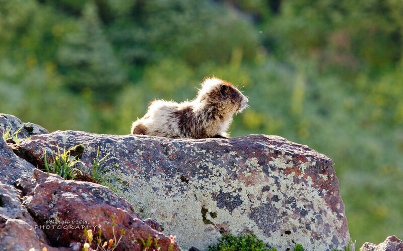 Marmot on a Rock — Green, Serene
