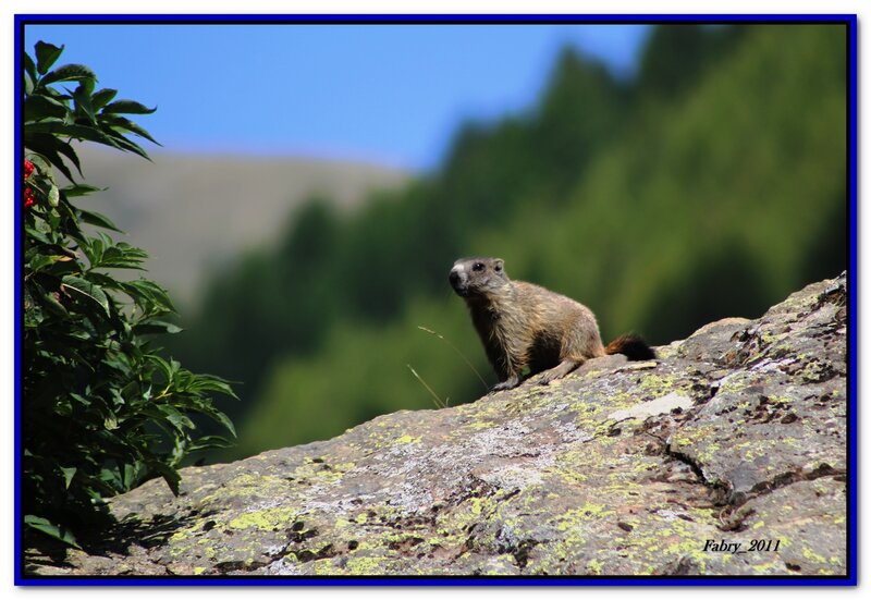 Marmot on a Rock — Green