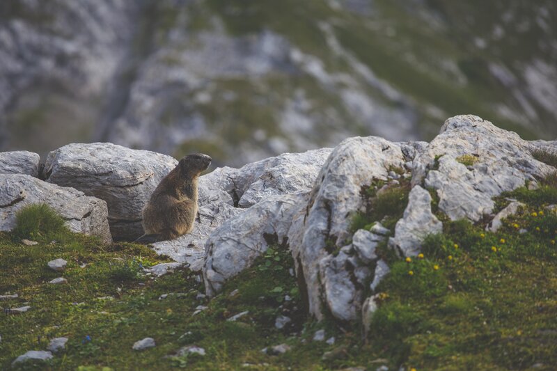Marmot on a rocky hillside