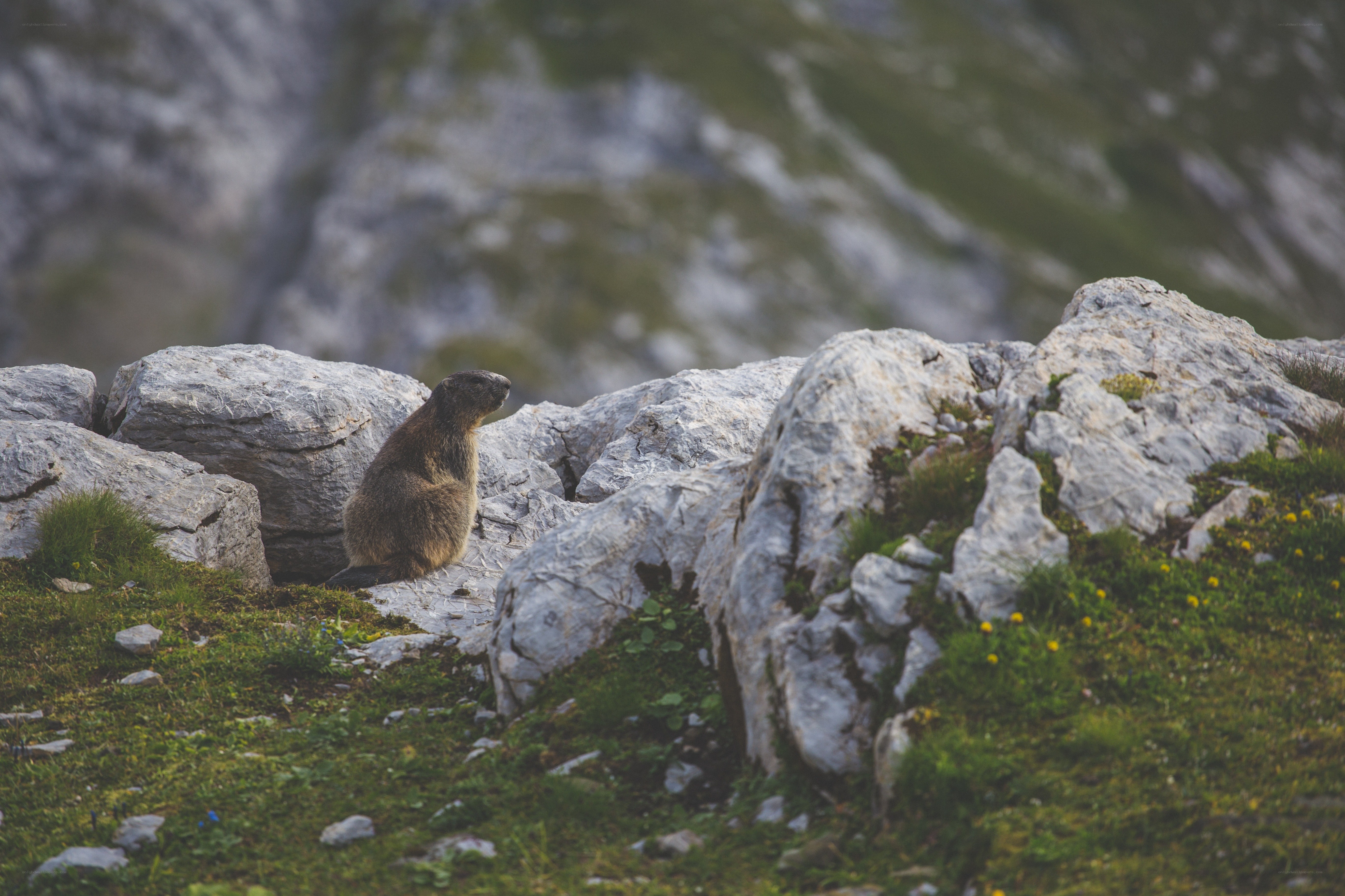 Marmot on a rocky hillside