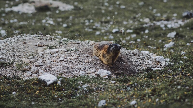 Marmot on Rocky Ground