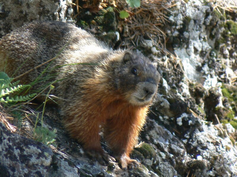 Marmot on Rocky Slope