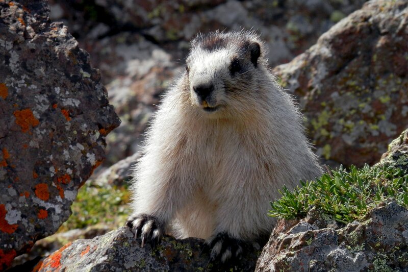 marmot on rocky terrain