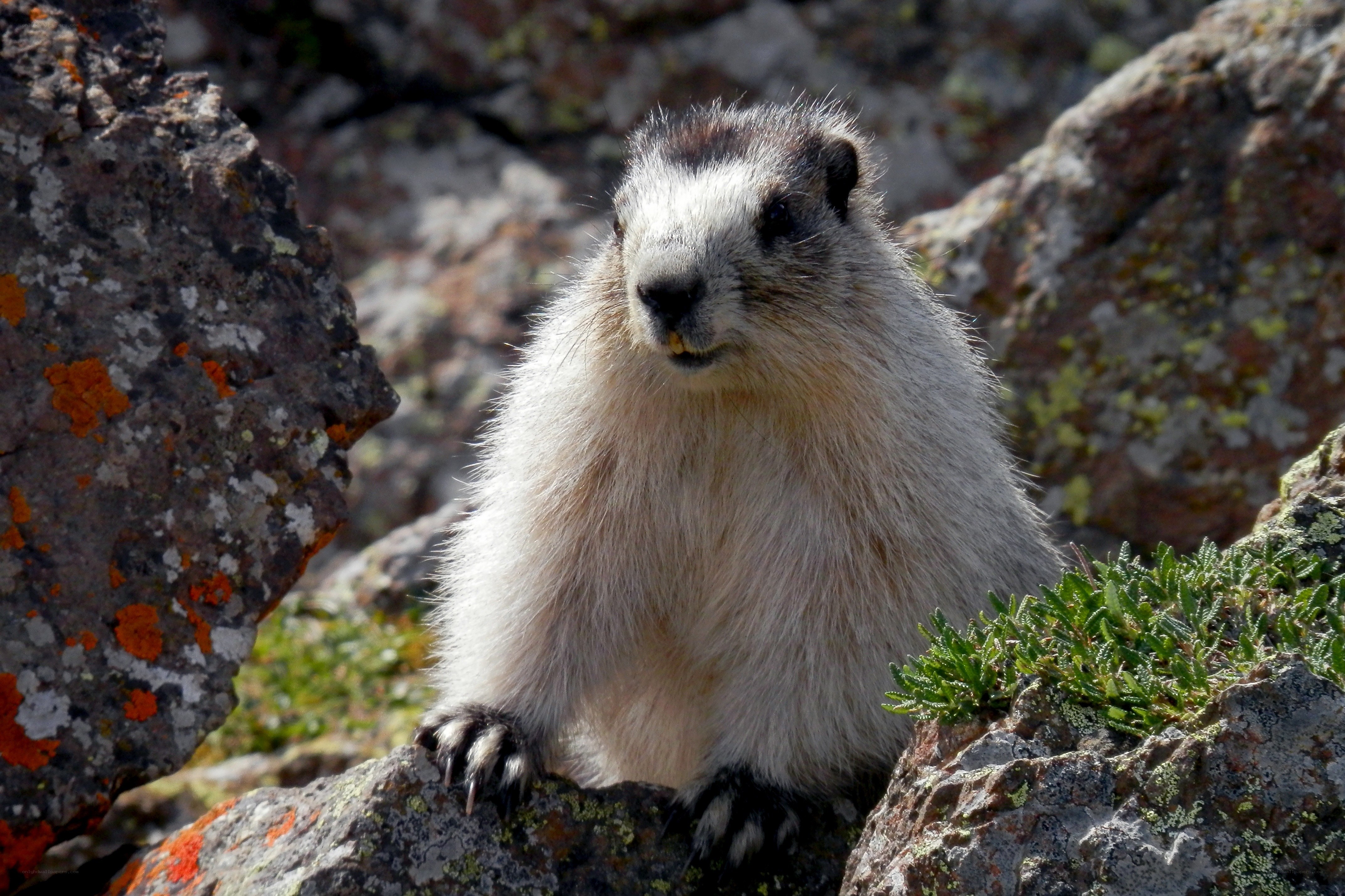 marmot on rocky terrain