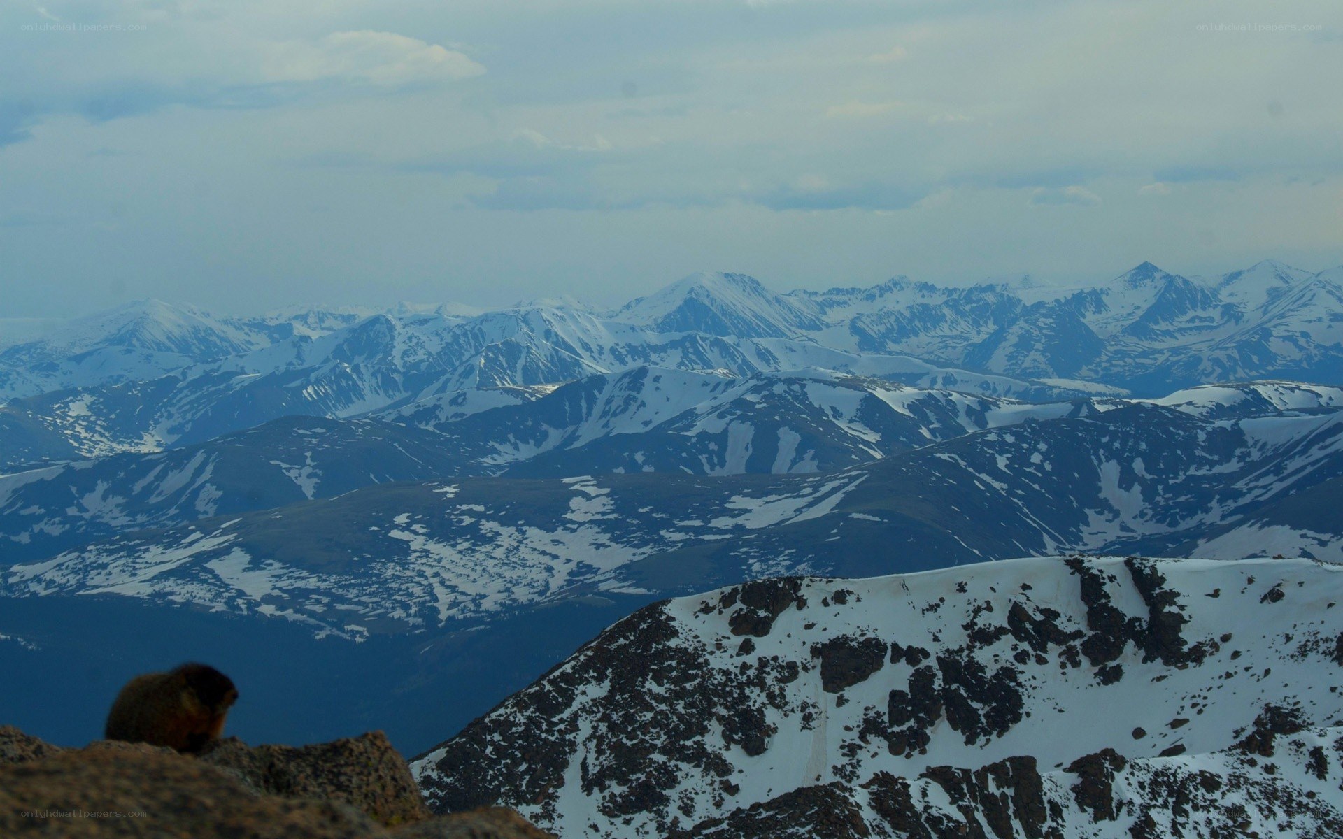 Marmot on snowy mountain peak