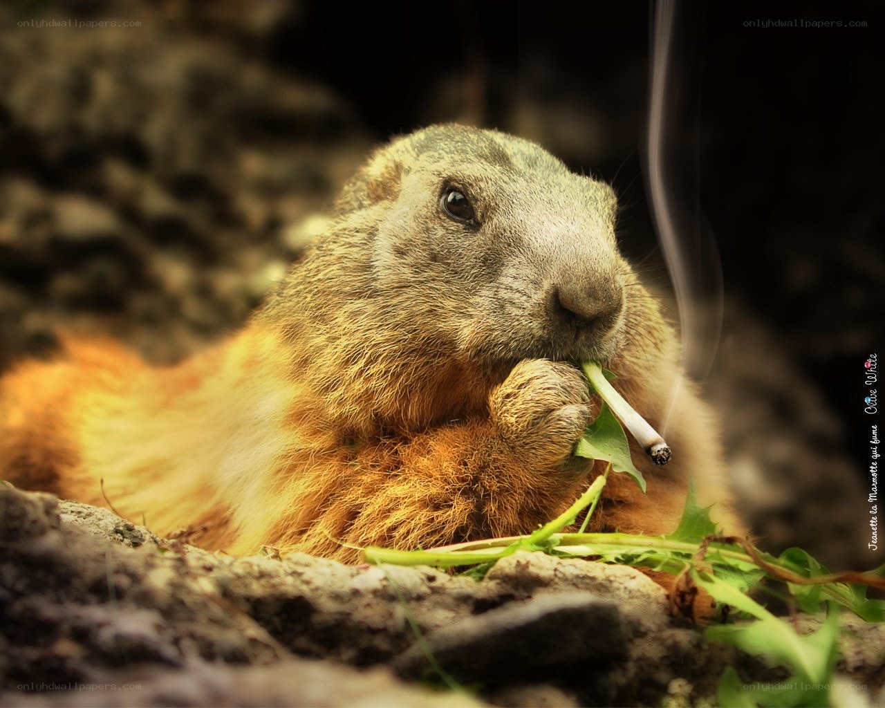 marmot smoking a cigarette
