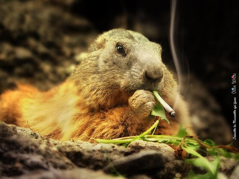 Marmot Smoking Cigarette