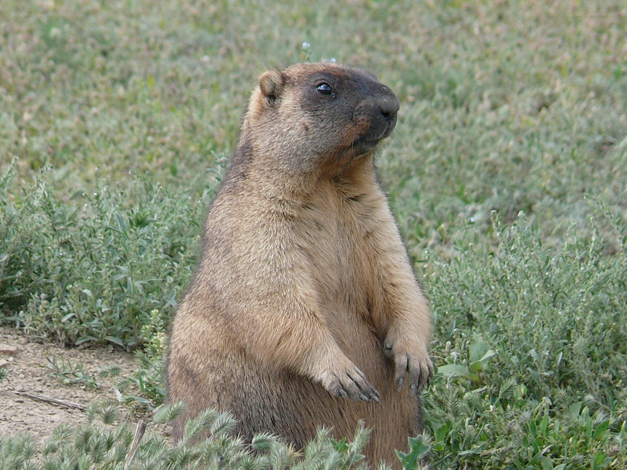 marmot standing in grass