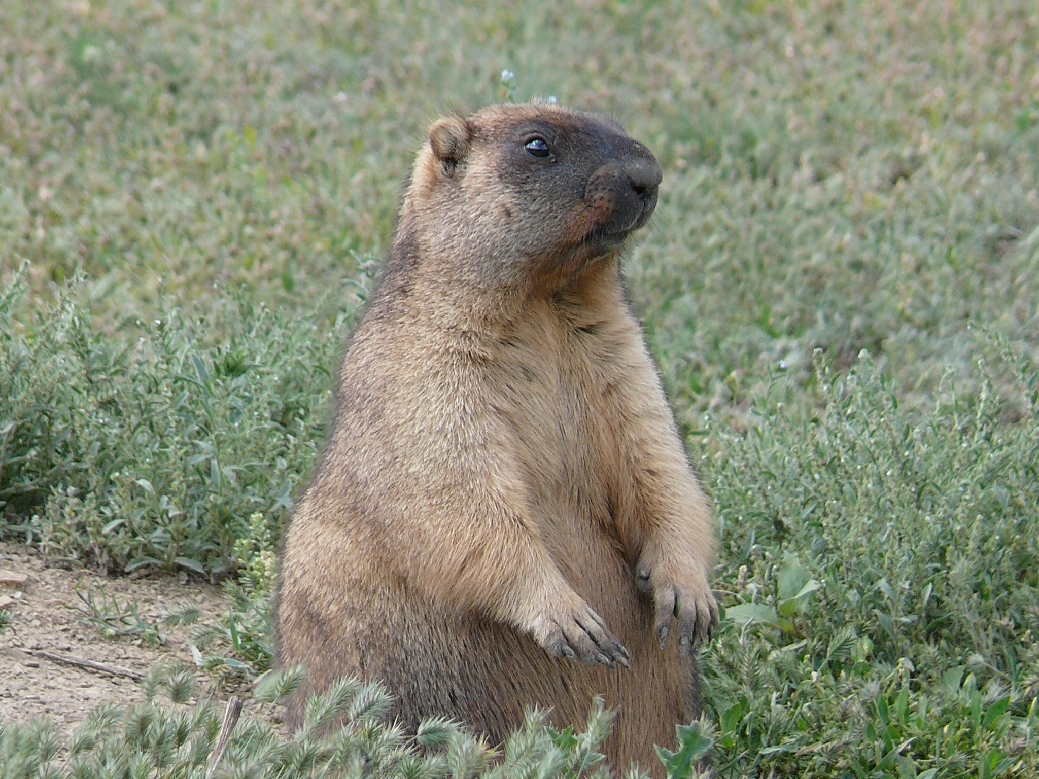marmot standing in grass
