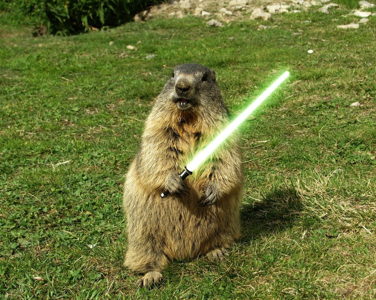 marmot with lightsaber
