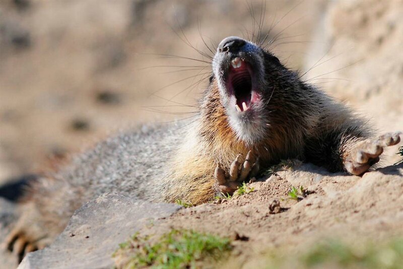 Marmot Yawning