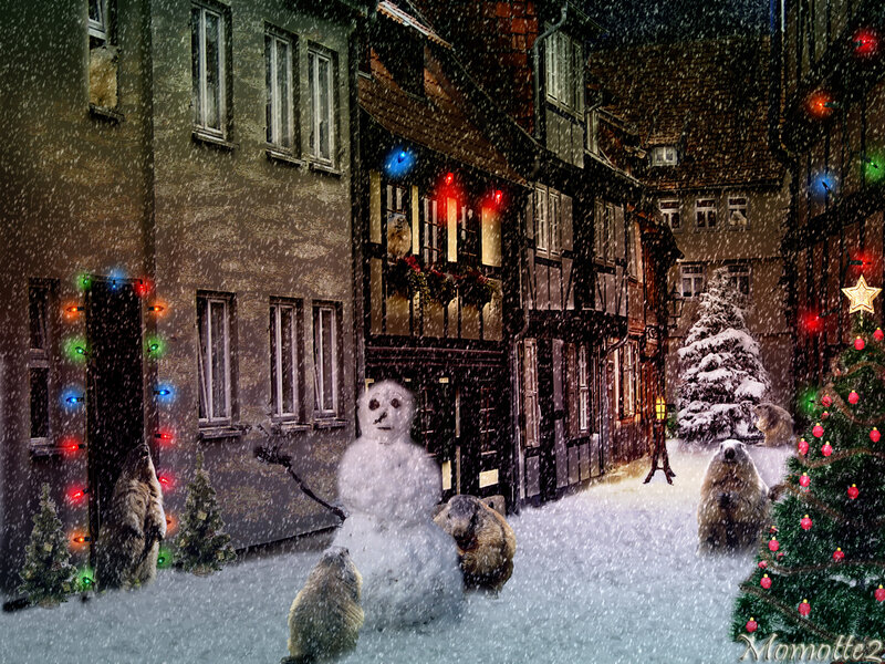 Marmots in Snow