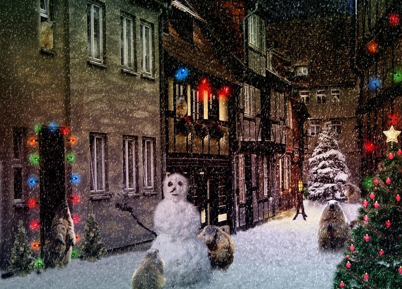 Marmots in Snow — White