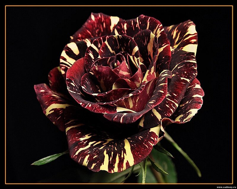 Maroon and Cream Rose
