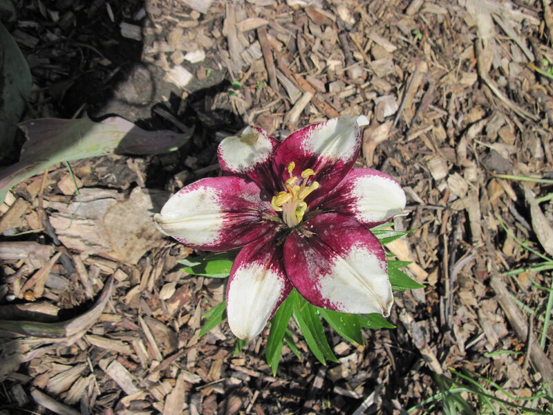 Maroon and White Lily